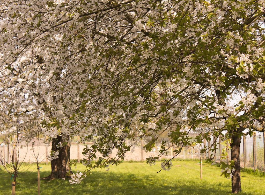 B&B Den Boomgaard Moorsel Esterno foto